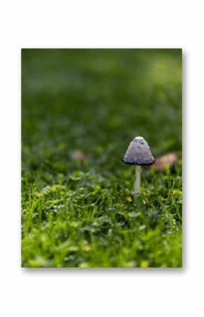 Vertical shot of an inky cap fungus growing in a field with a blurry background