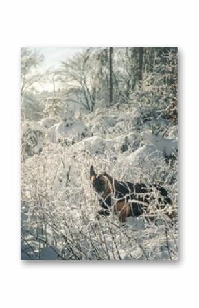 Vertical shot of a Malinois dog in a forest covered in the snow