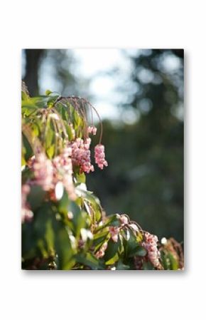 Vertical shot of Japanese andromeda flowers in a garden