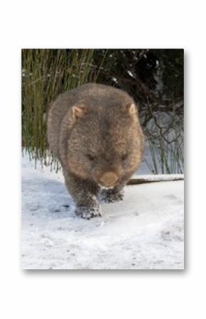 Cute, fluffy wombat walking on the snowy ground in winter in Tasmania, Australia