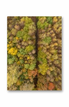 Top view of a path in an autumn forest