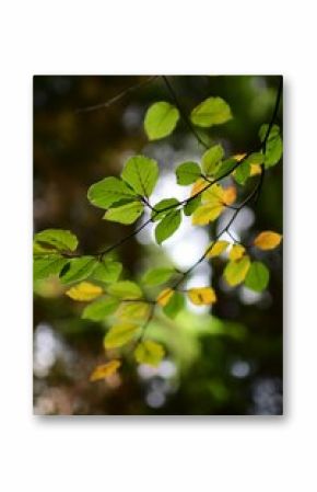 Vertical shot of the green and yellow leaves on the tree branch with trees on the blurred background