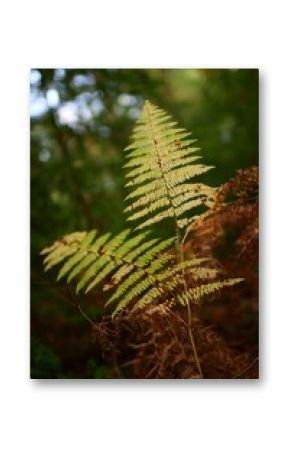 Vertical shot of the green leaves of a Fern with trees on the blurred background