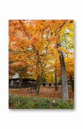 Vertical shot of trees in a park covered with autumn leaves