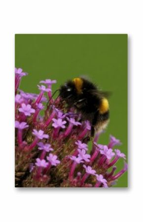 Vertical closeup of Bombus hortorum, the garden bumblebee on a flower.