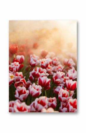 Blooming pink tulips in field