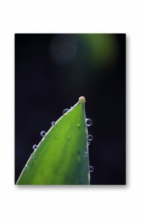 Waterdrops on the edge of a tulip leaf