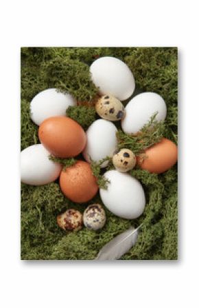Natural chicken and quail eggs in moss nest.