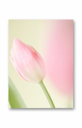 Elegant pink tulip blooms with dew drops.