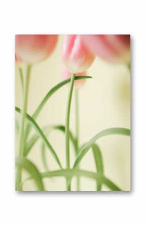 Bunch of decorative pink tulips.