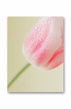 Fresh pink tulip with water drops.