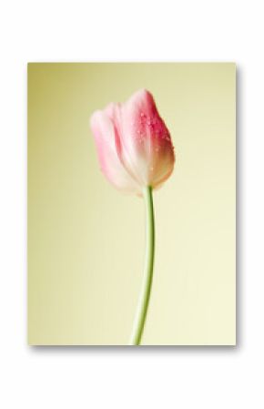 Pink tulip with dew drops on color background.