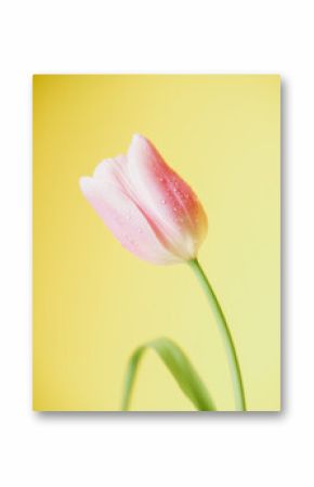 Pink tulip with dew drops on yellow background.