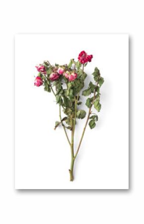 Branch of dry pink roses on a white background top view.