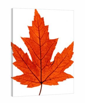 maple automn leaf