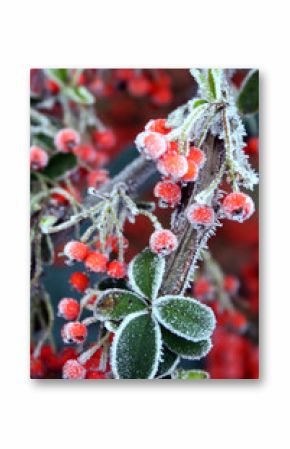 firethorn pyracantha in winter