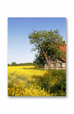 Hilter, Hof mit Rapsfeld