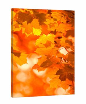 autumn leaves, very shallow focus