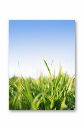 grass blue sky