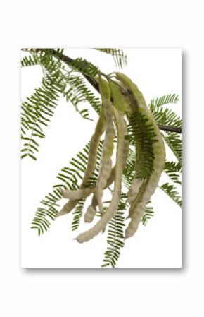 mesquite pods