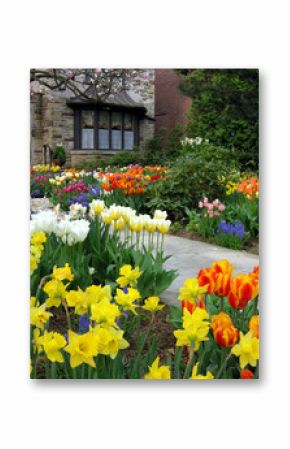spring garden with daffodils
