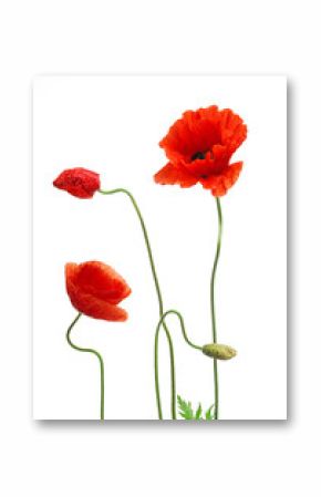 roter mohn