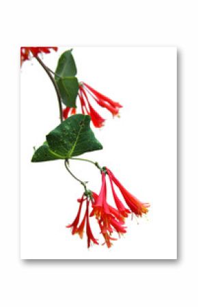 trumpet honeysuckle