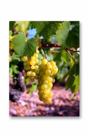 Grappes de raisin