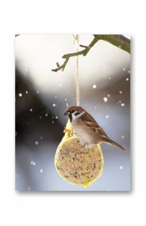 Eurasian Tree Sparrow at the fat ball