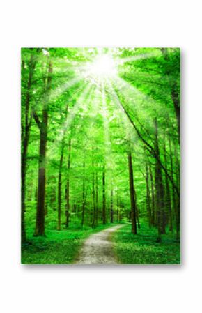 nature. path in forest with sunshine