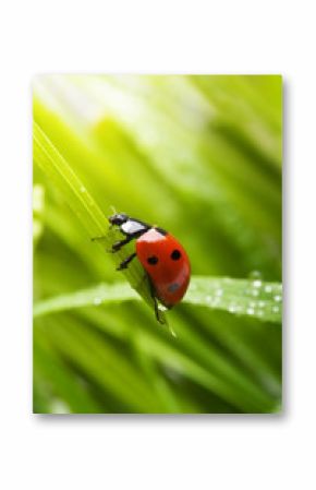 Spring ladybird