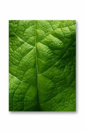 green bckgrnd