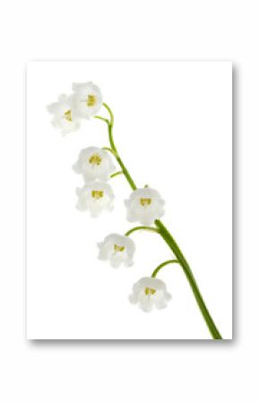 Lily of the valley isolated