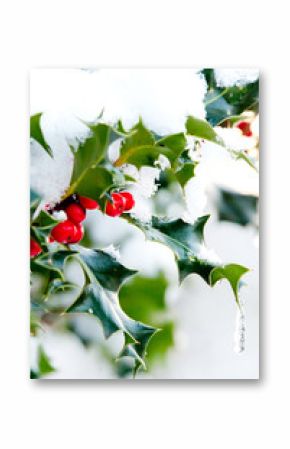 holly berries