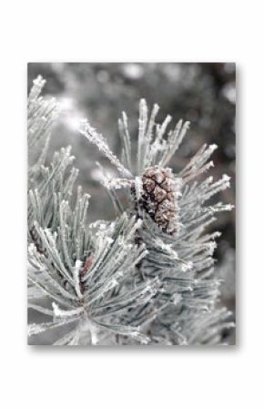 Snow covered pine branch