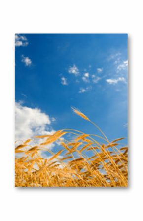 golden wheat in the blue sky background