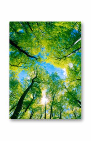 Tree canopy