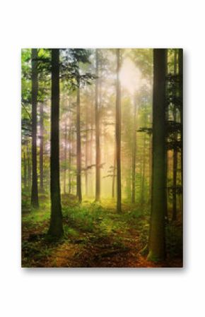Forêt féérique