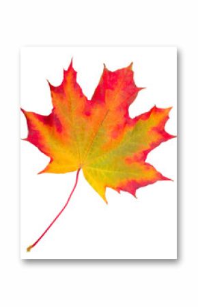 autumn maple leaf