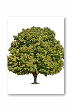 Chestnut over white