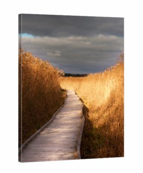 Wooden pathway in reeds