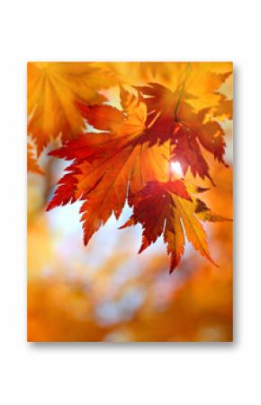 Autumnal maple leaves in blurred background