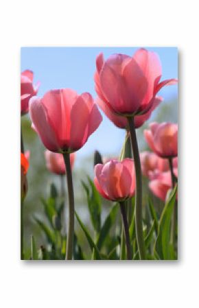 Tulpen im Gegenlicht vor blauem Himmel