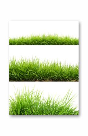 fresh spring green grass