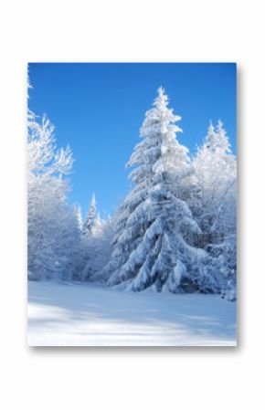 pines covered snow