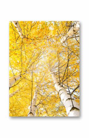 Autumn trees with yellowing leaves against the sky