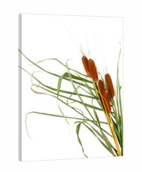 reeds, isolated on white