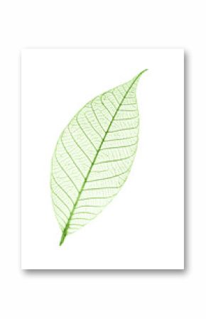 Feuille verte transparente