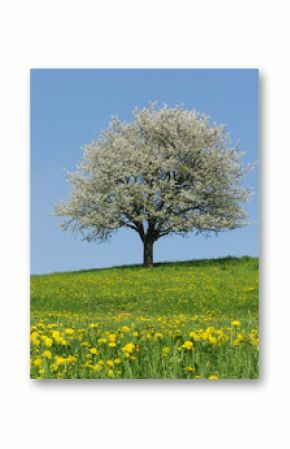 blühender Baum im Frühling