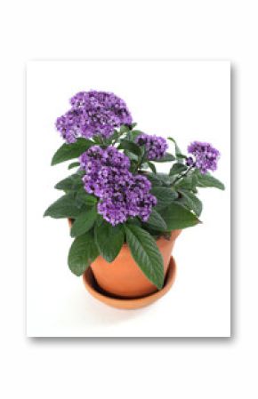 Vanilleblume